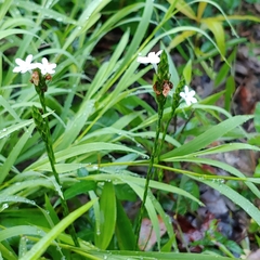 Elytraria caroliniensis