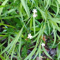 Elytraria caroliniensis