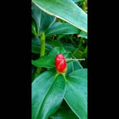 Costus spicatus