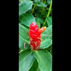 Costus spicatus