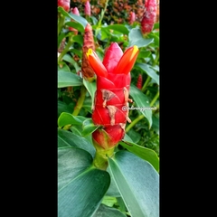 Costus spicatus