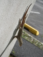 Anolis gundlachi