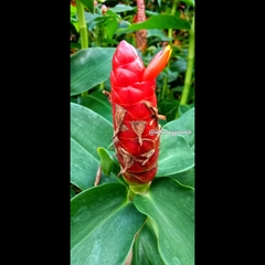 Costus spicatus