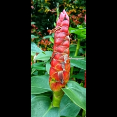 Costus spicatus