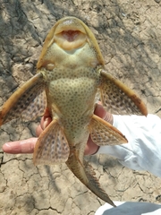 Hypostomus bolivianus