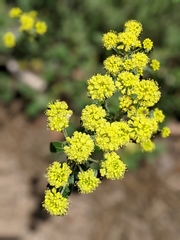 Eriogonum flavum