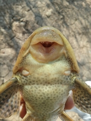 Hypostomus bolivianus