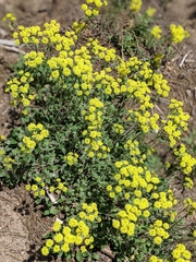 Eriogonum flavum