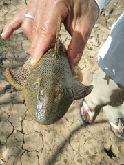 Hypostomus bolivianus