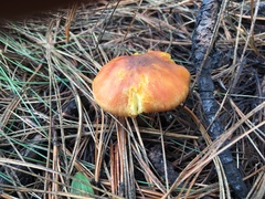 Hygrophorineae