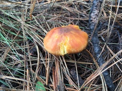 Hygrophorineae