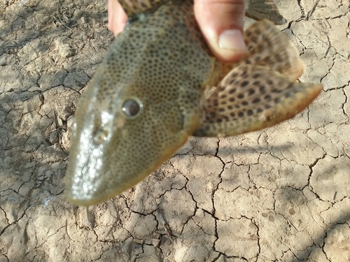 Bolivian pleco (Hypostomus bolivianus) — Loricariidae — 2