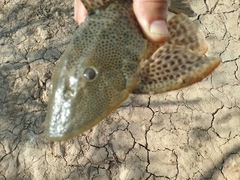 Hypostomus bolivianus