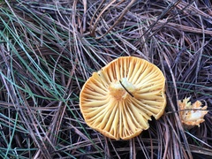 Hygrophorineae