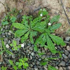 Elytraria caroliniensis