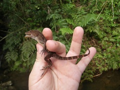 Anolis gundlachi