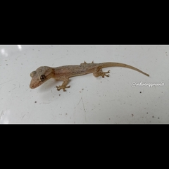 Hemidactylus frenatus