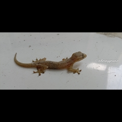 Hemidactylus frenatus