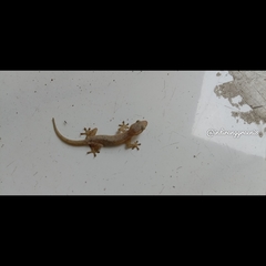 Hemidactylus frenatus