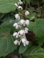 Pyrola elliptica