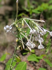 Ipomopsis aggregata candida