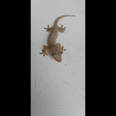 Hemidactylus frenatus