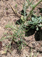 Ipomopsis aggregata candida