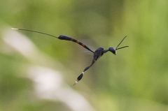 Gasteruption tarsatorium