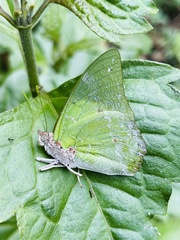 Charaxes eupale latimargo
