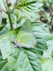 Charaxes eupale latimargo