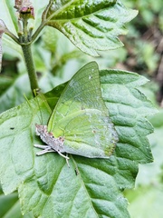 Charaxes eupale latimargo
