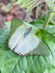 Charaxes eupale latimargo
