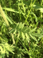 Polemonium occidentale occidentale
