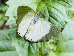 Charaxes eupale latimargo