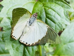 Charaxes eupale latimargo