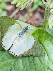 Charaxes eupale latimargo
