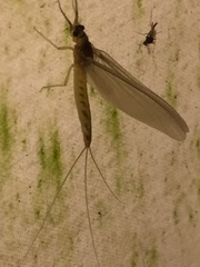 Ephemeroptera