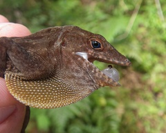 Anolis gundlachi