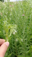 Lithospermum parviflorum