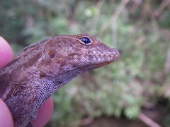 Anolis gundlachi