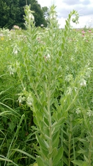 Lithospermum parviflorum