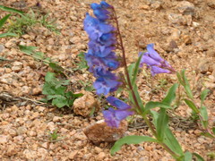 Penstemon glaber alpinus