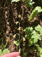 Anticlea occidentalis