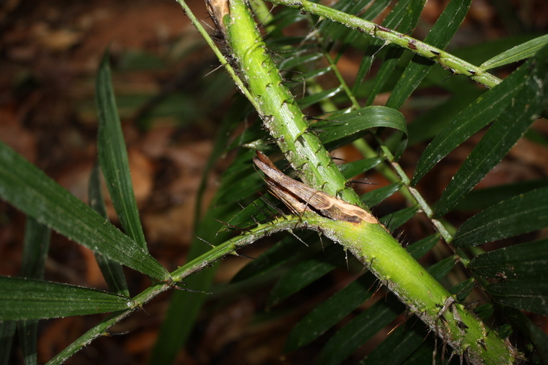 Calamus deerratus