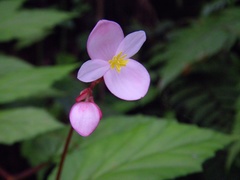 Begonia decandra