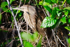 Botaurus lentiginosus image