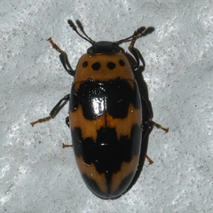 Ischyrus quadripunctatus