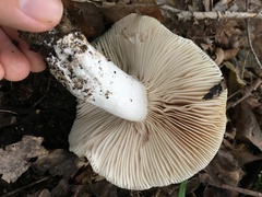 Russula eccentrica