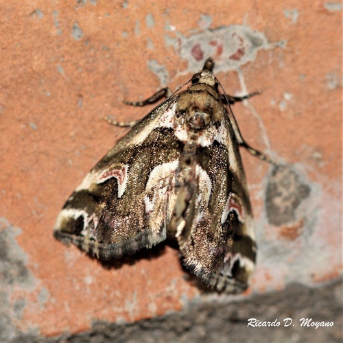 Genus Bryocodia · iNaturalist