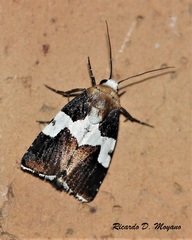 Bryolymnia marginata